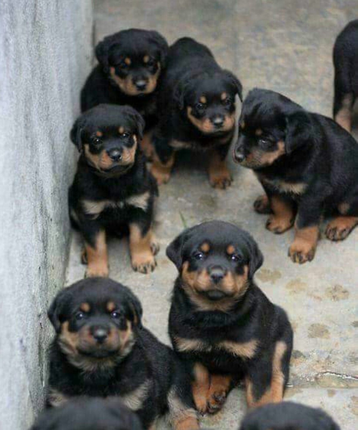 Милая собака большая