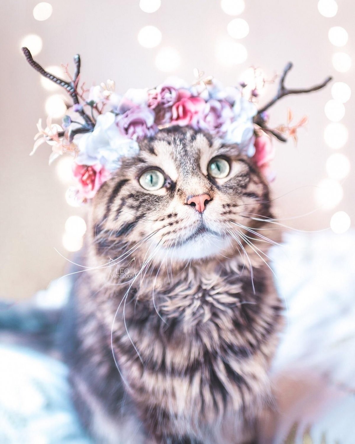 Милые котики в костюмчиках