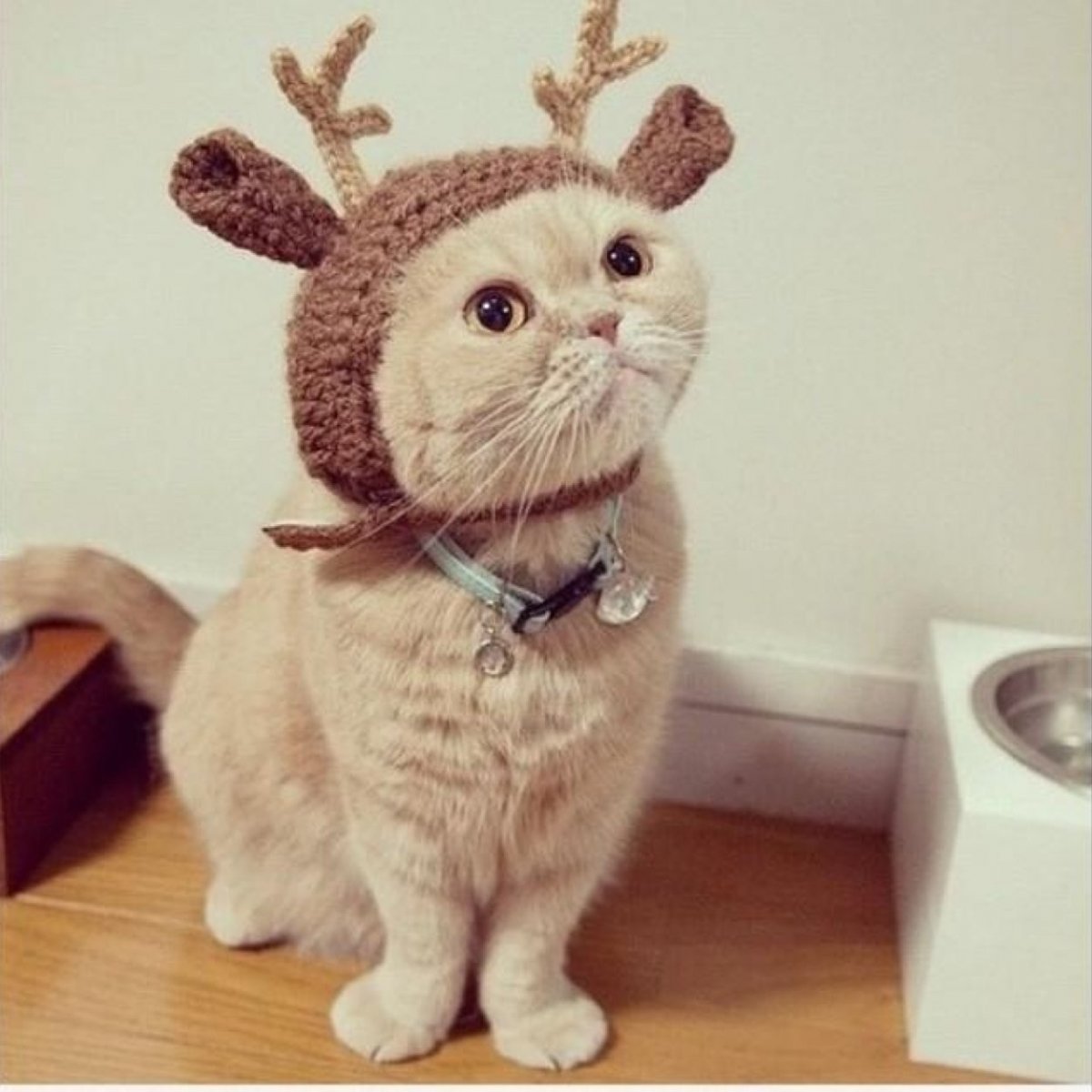 Кошка в костюме горничной