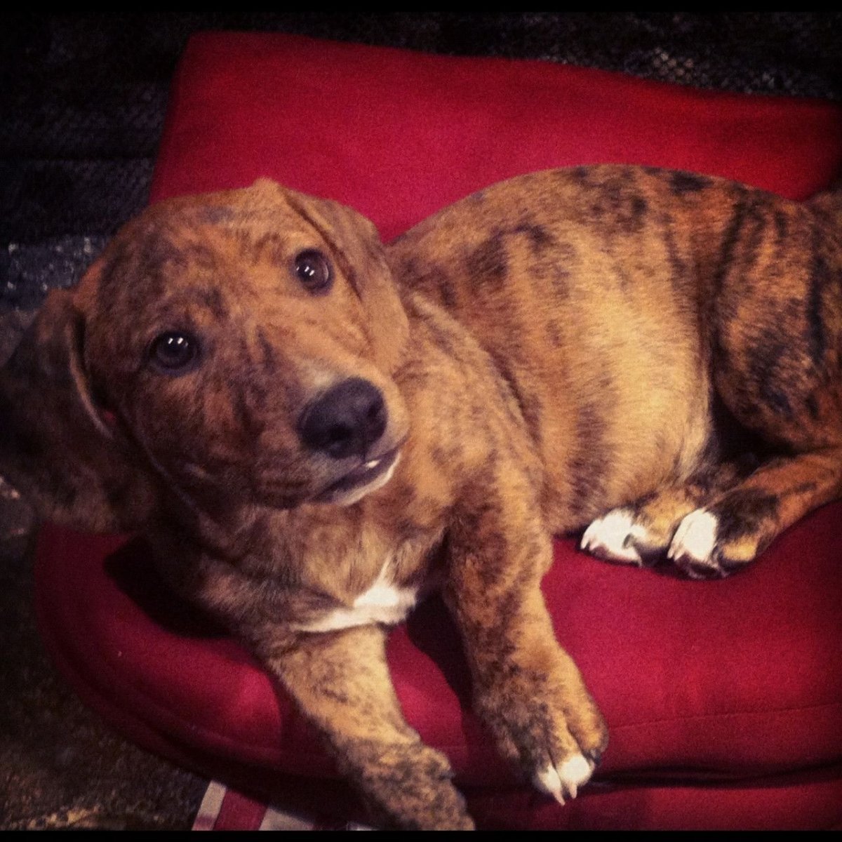 Метис такса с брабансон