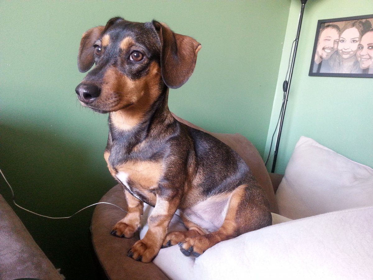 Чивини порода