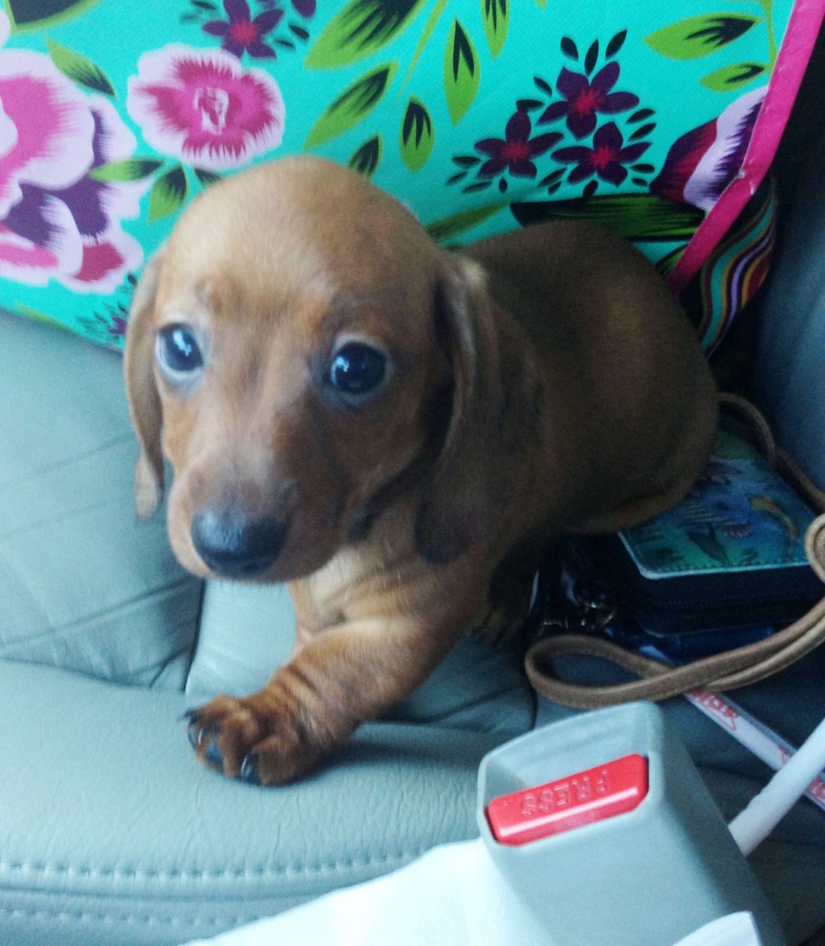 Бигль с таксой смесь