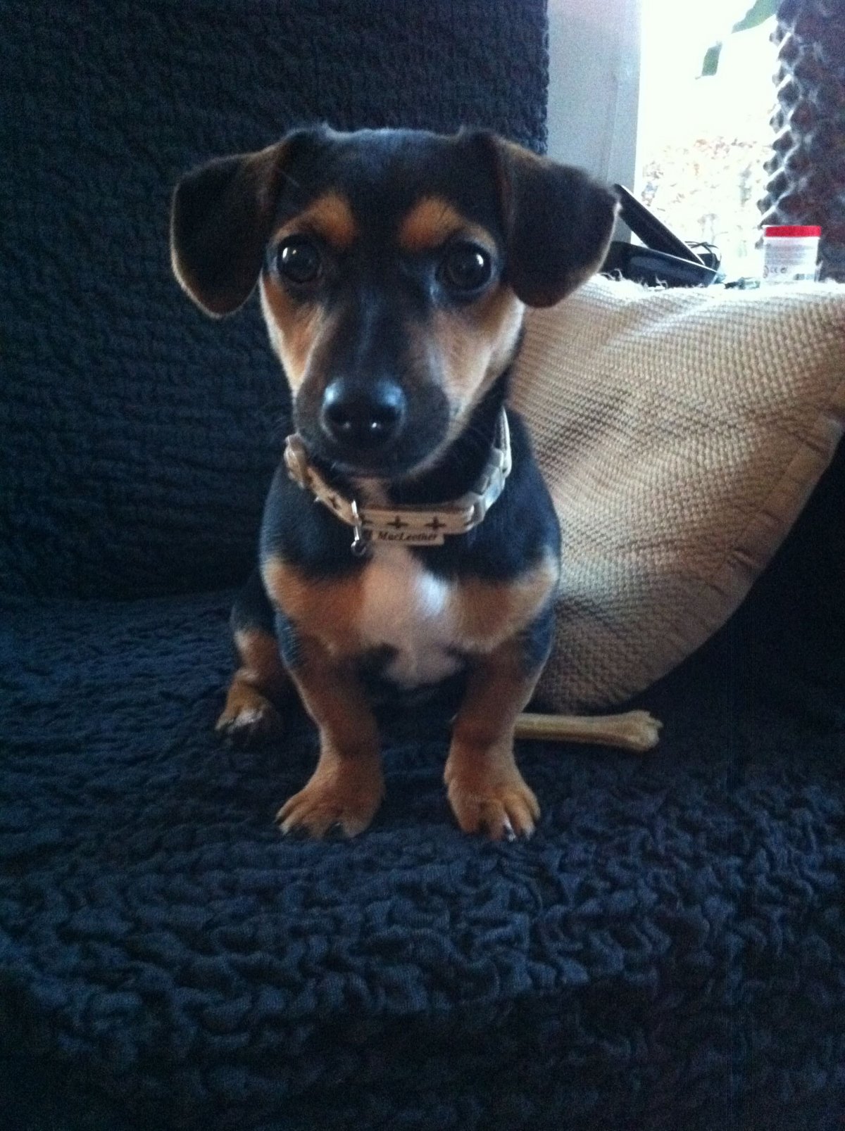 Ротвейлер и такса