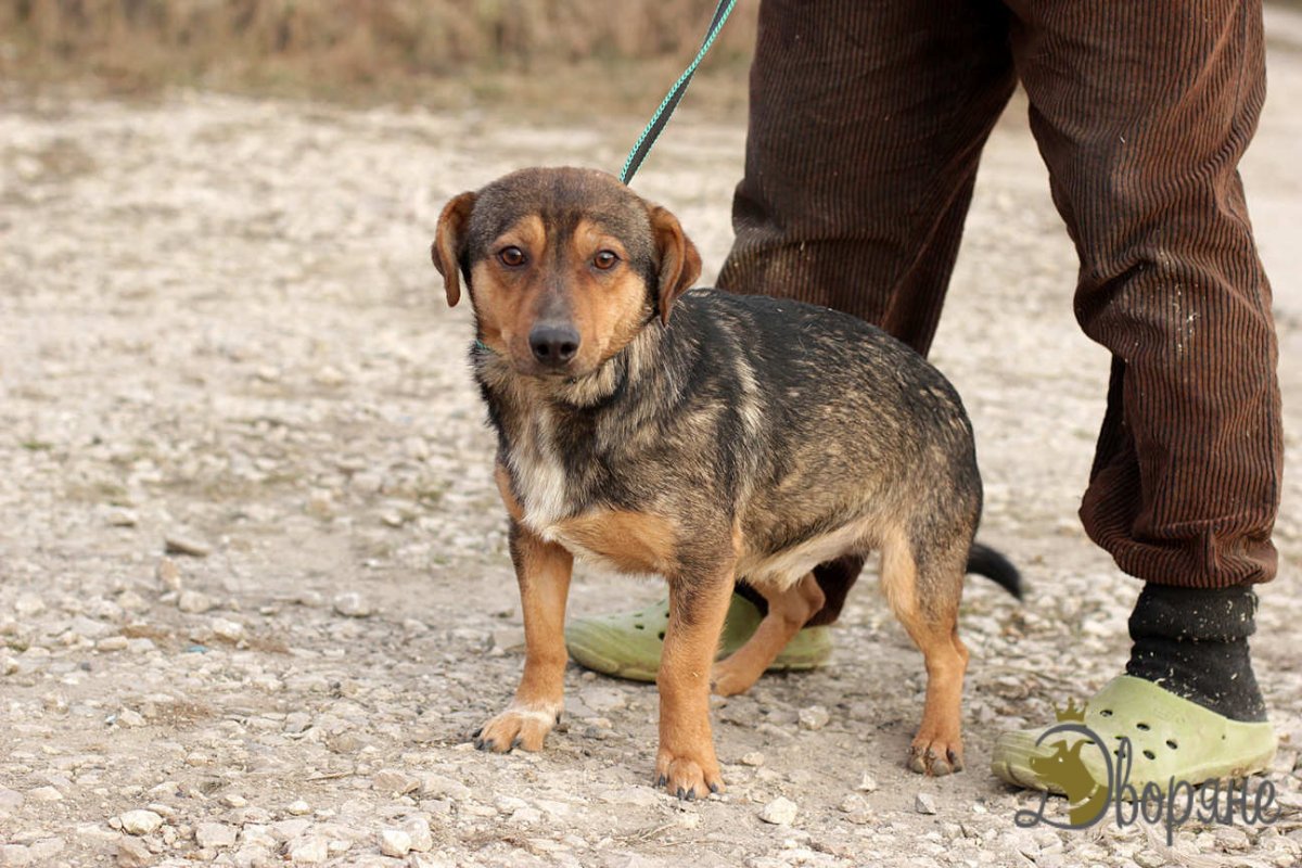 Метис таксы и спаниеля