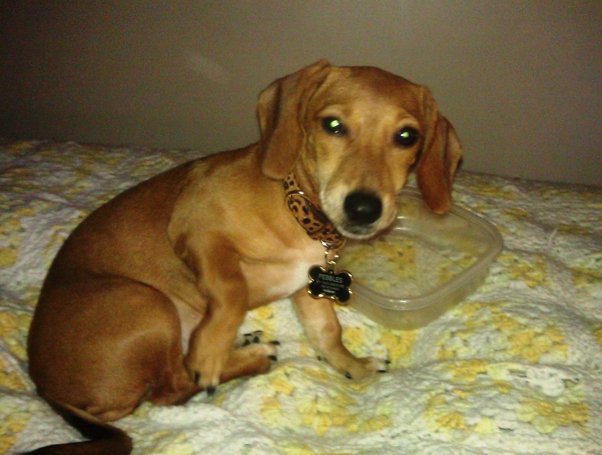 Бигль метис