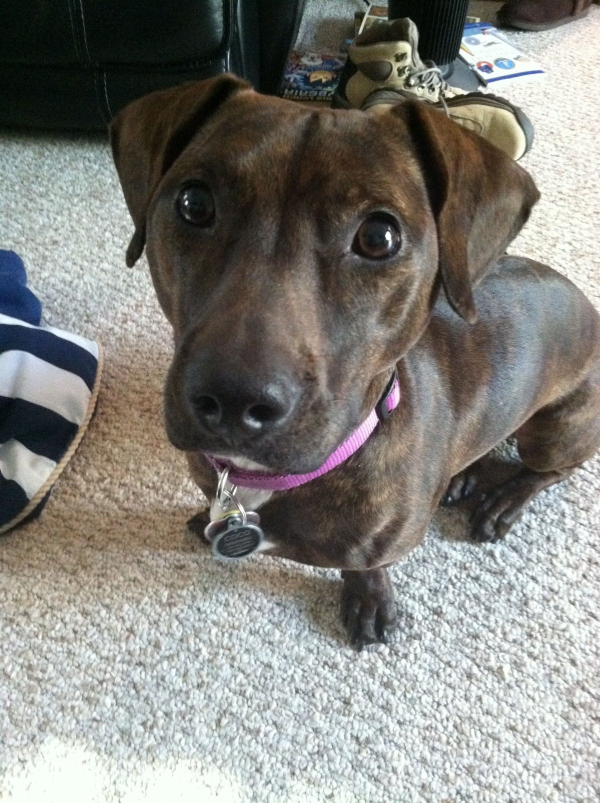 Метис таксы