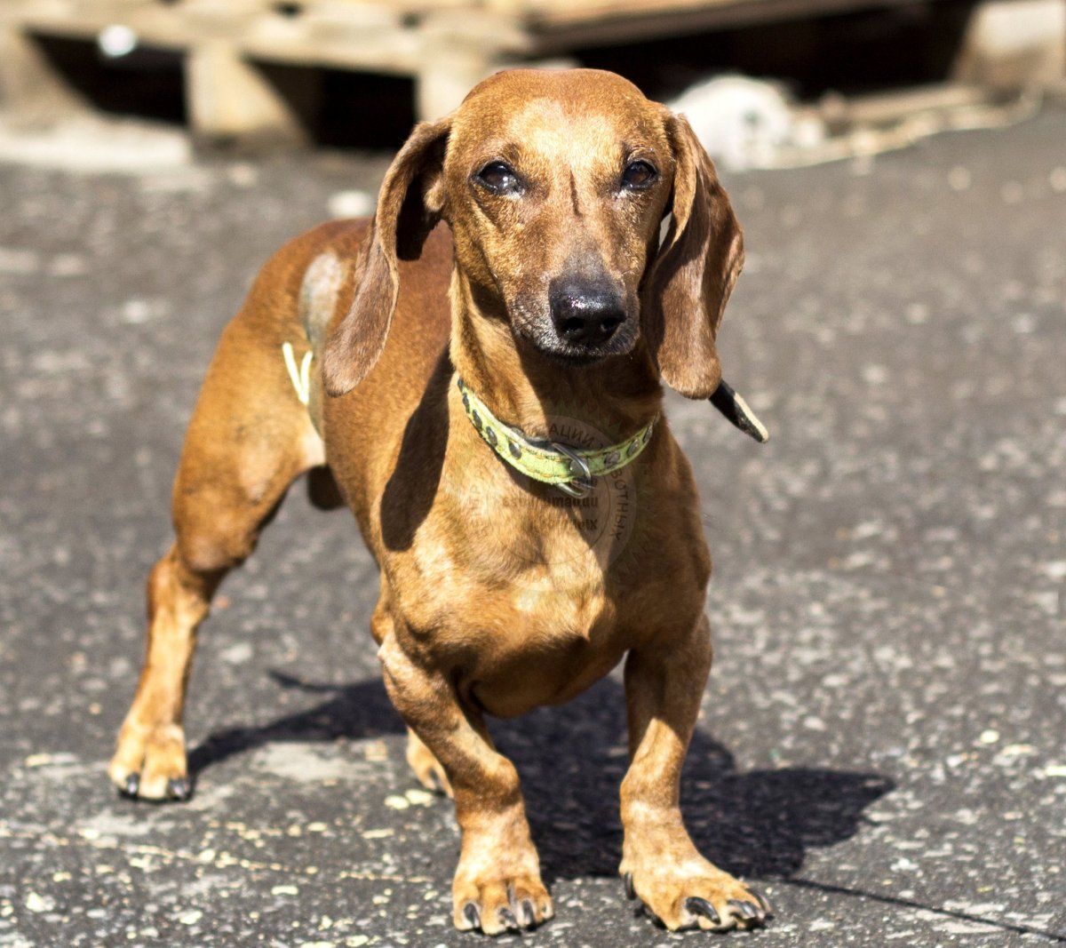 Метис таксы