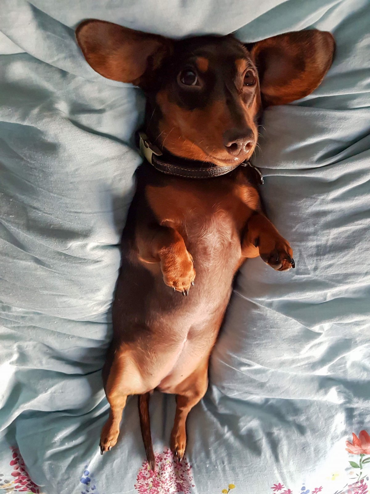 Цвергпинчер Рассел метис