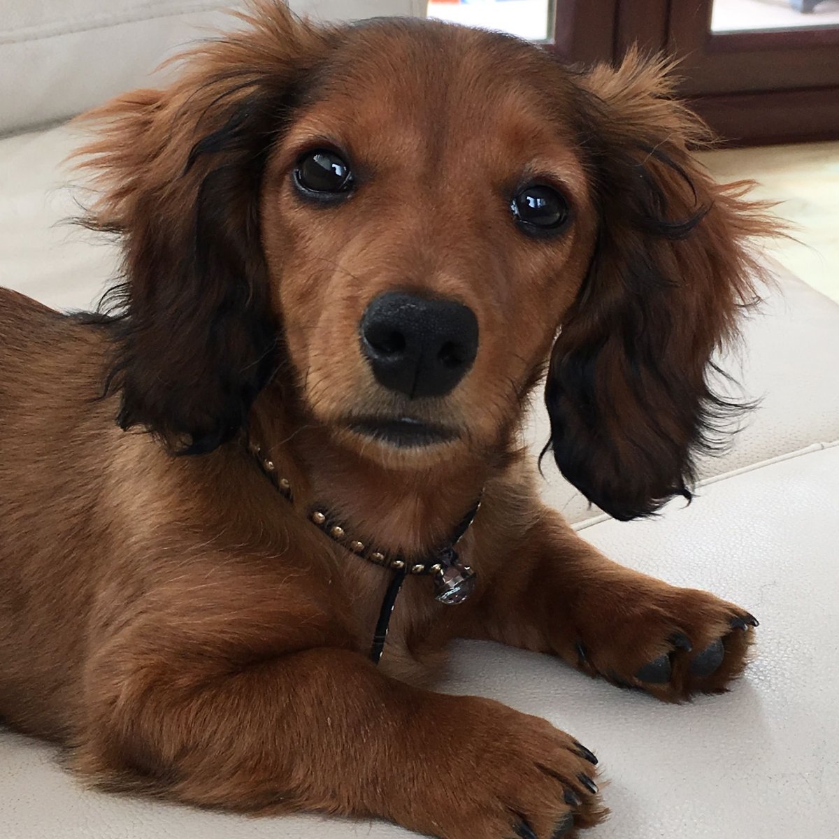 Метис таксы и пинчера