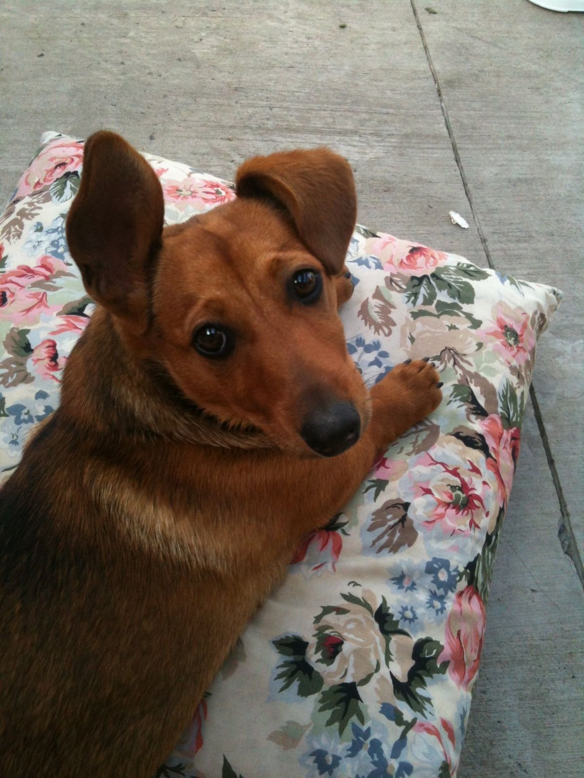 Помесь таксы и дворняги