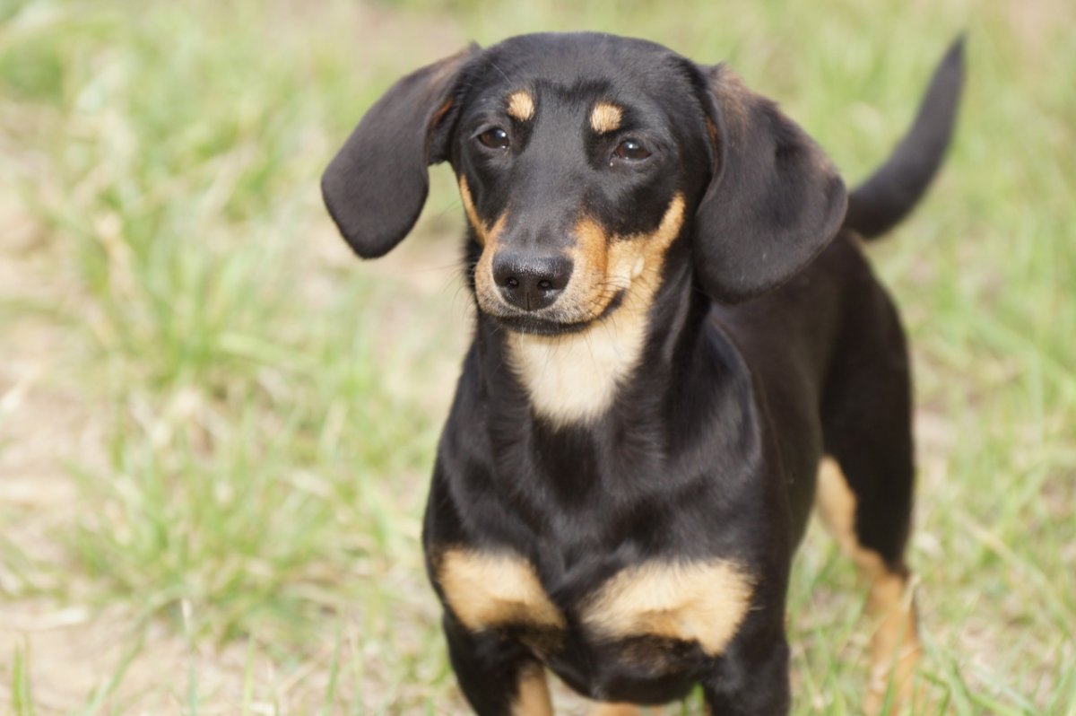 Черный метис таксы