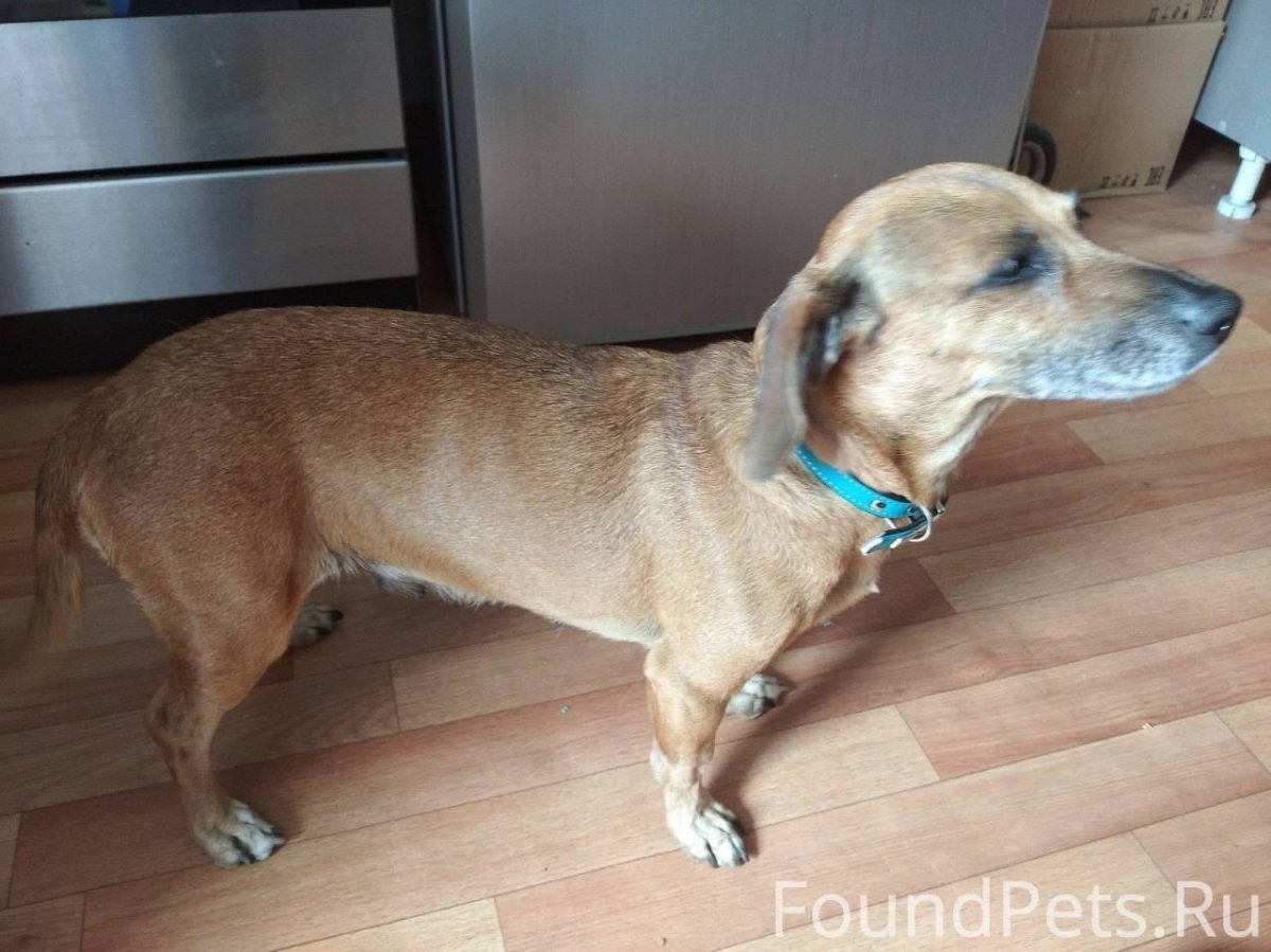 Помесь кокера и таксы