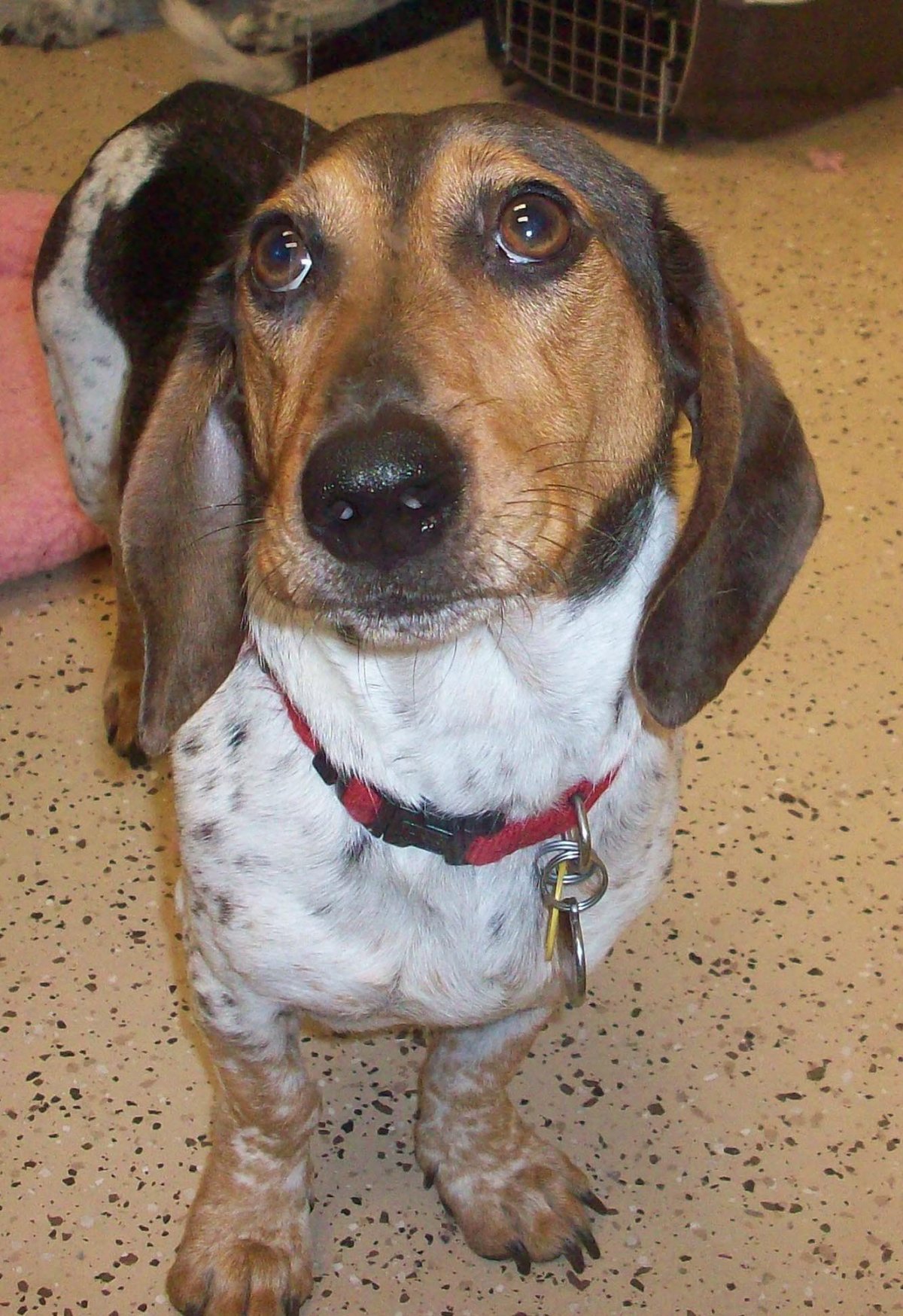 Такса с дворняжкой