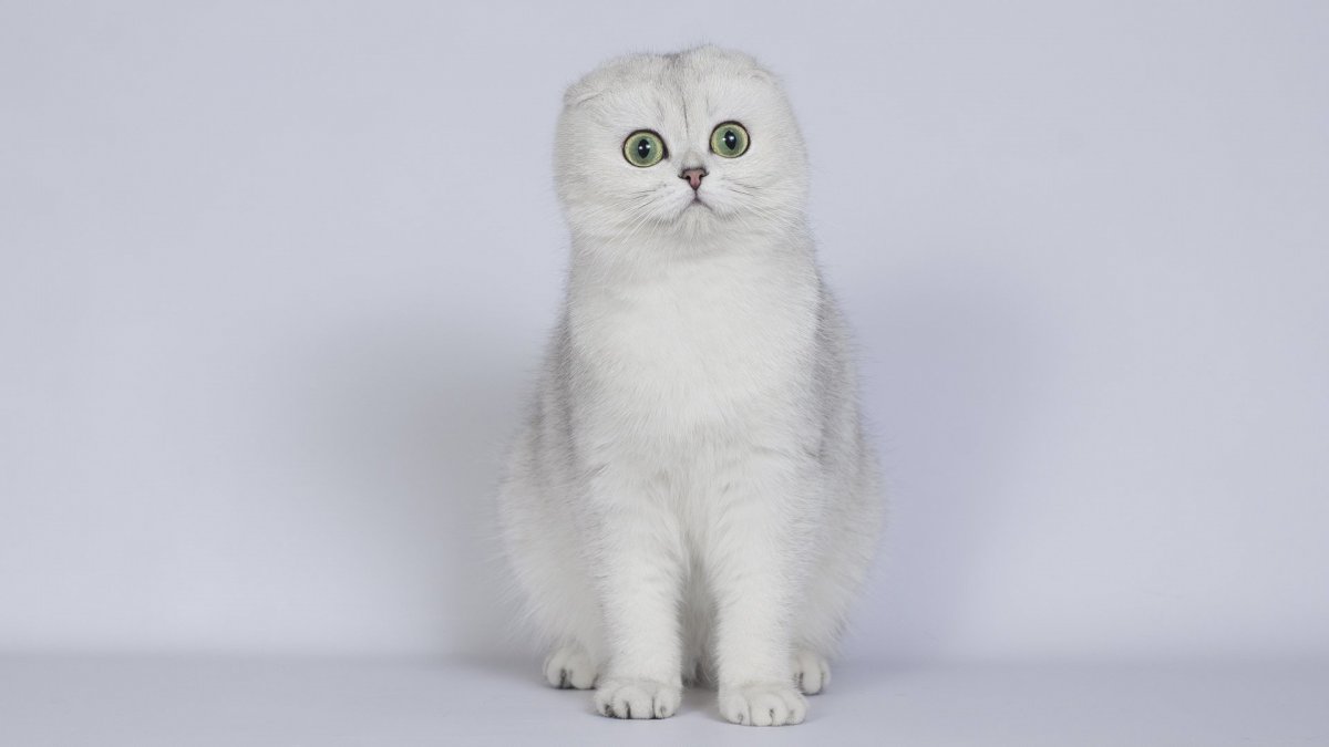 Вислоухий скоттиш фолд серый