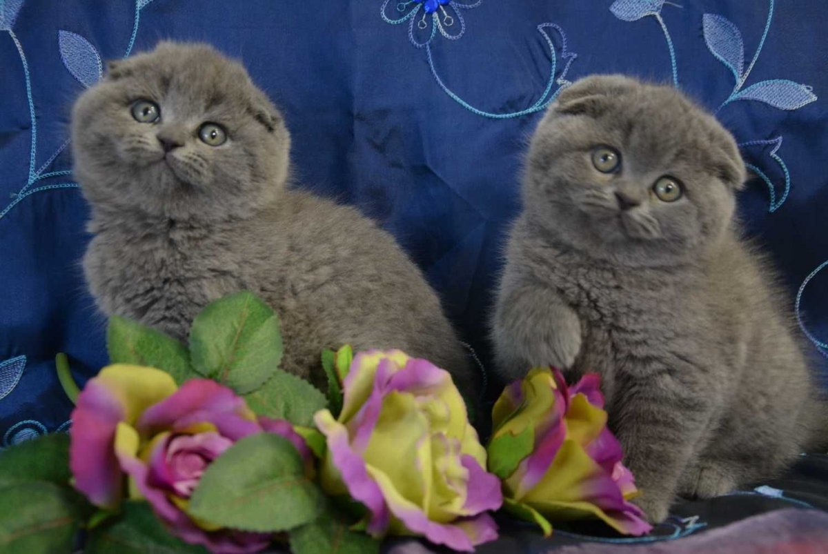 Шотландская вислоухая кошка