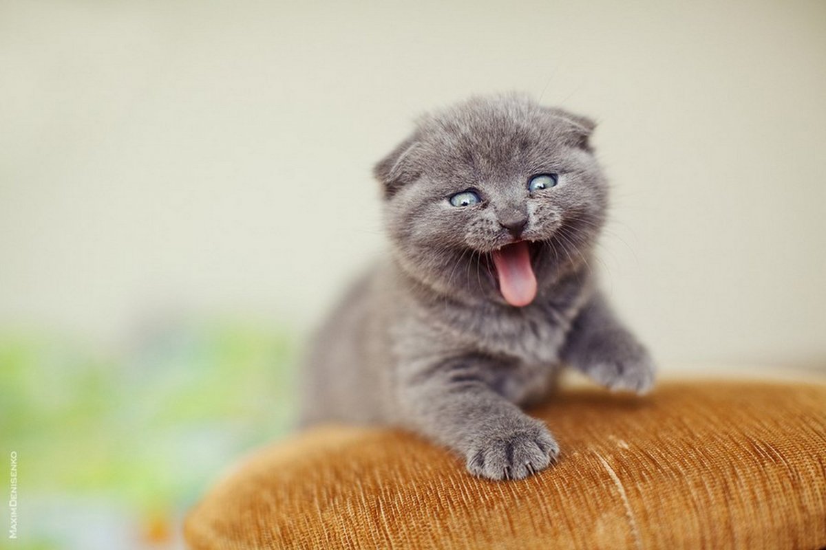 Скоттиш-фолд Шотландская вислоухая