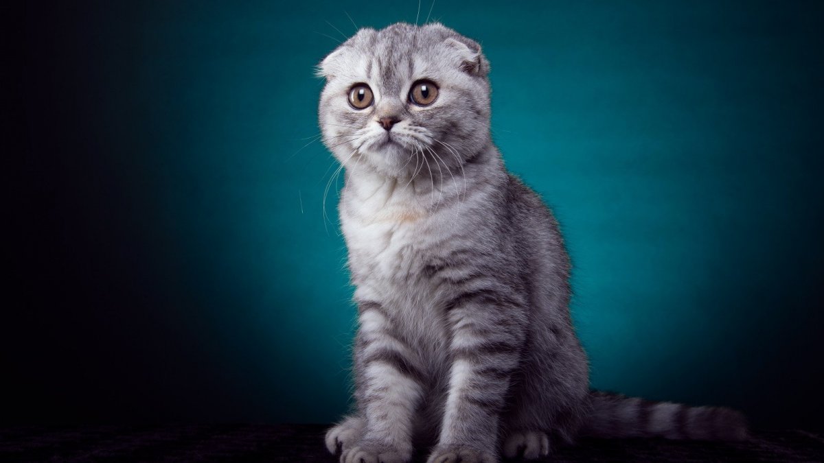 Шотландская кошка скоттиш фолд