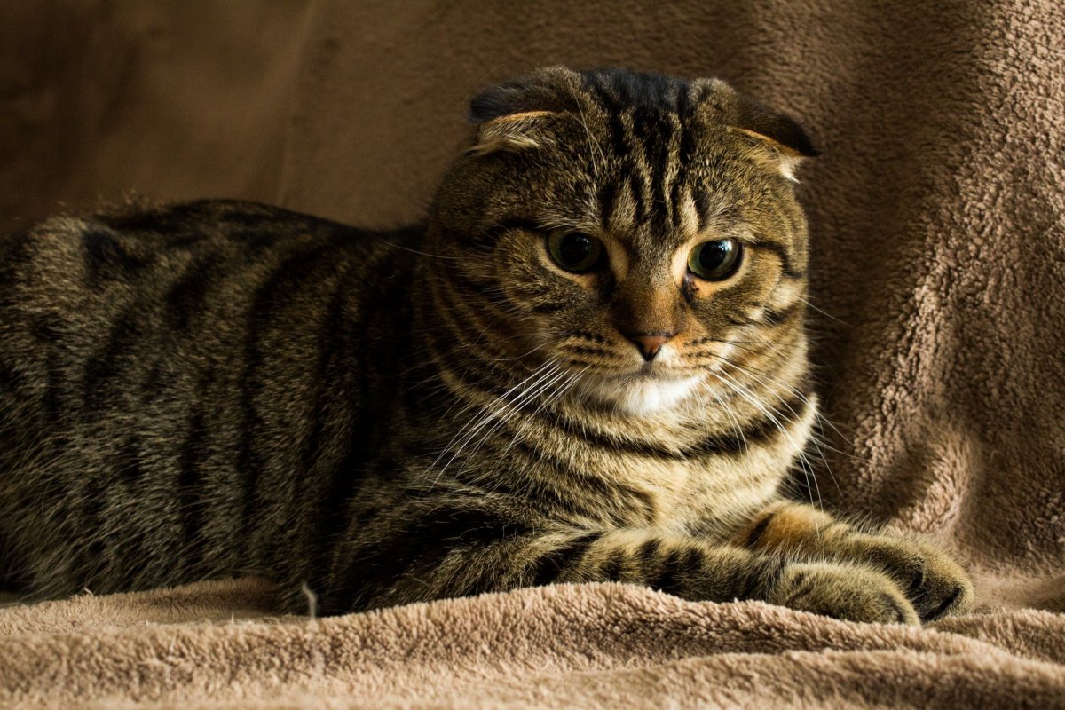 Скоттиш фолд полукровка