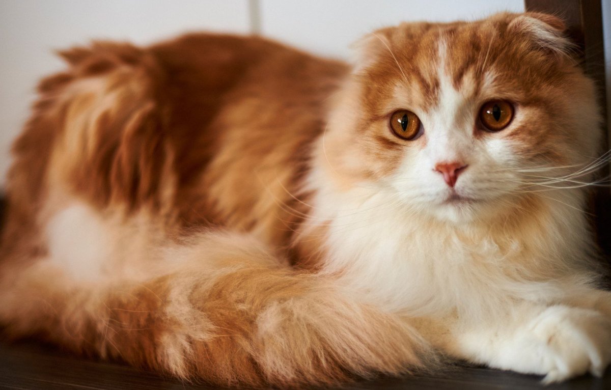 Шотландская вислоухая кошка