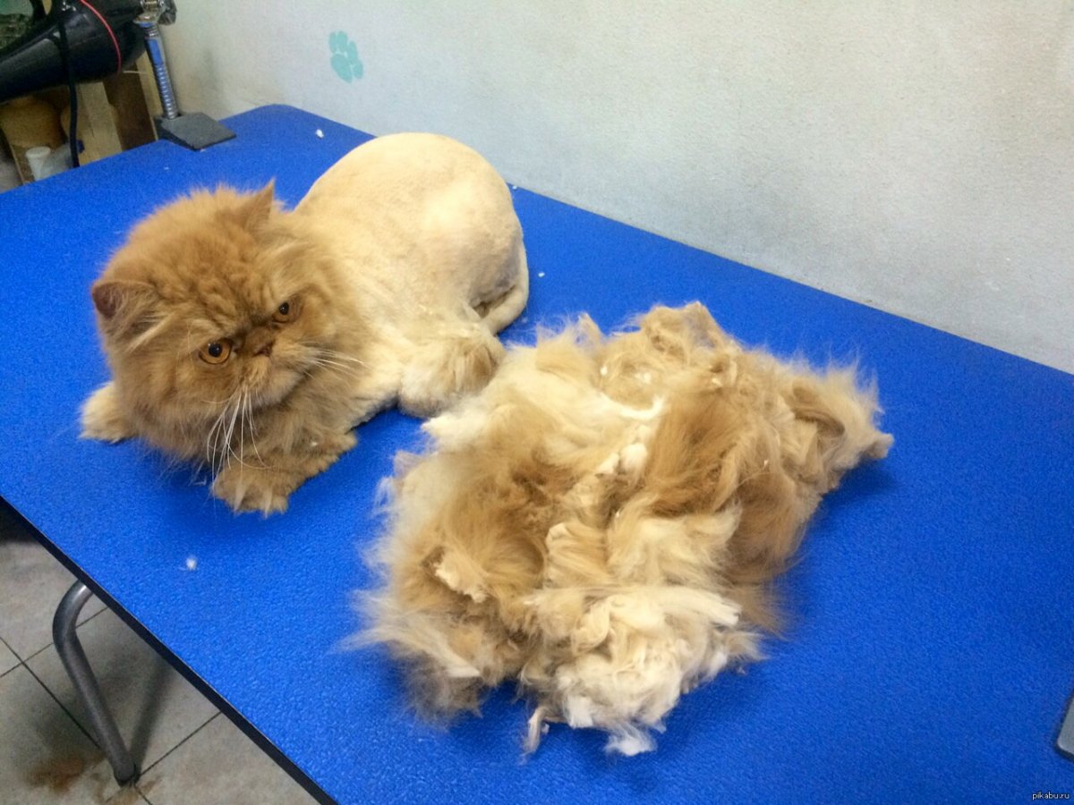 Стрижка кота под Льва