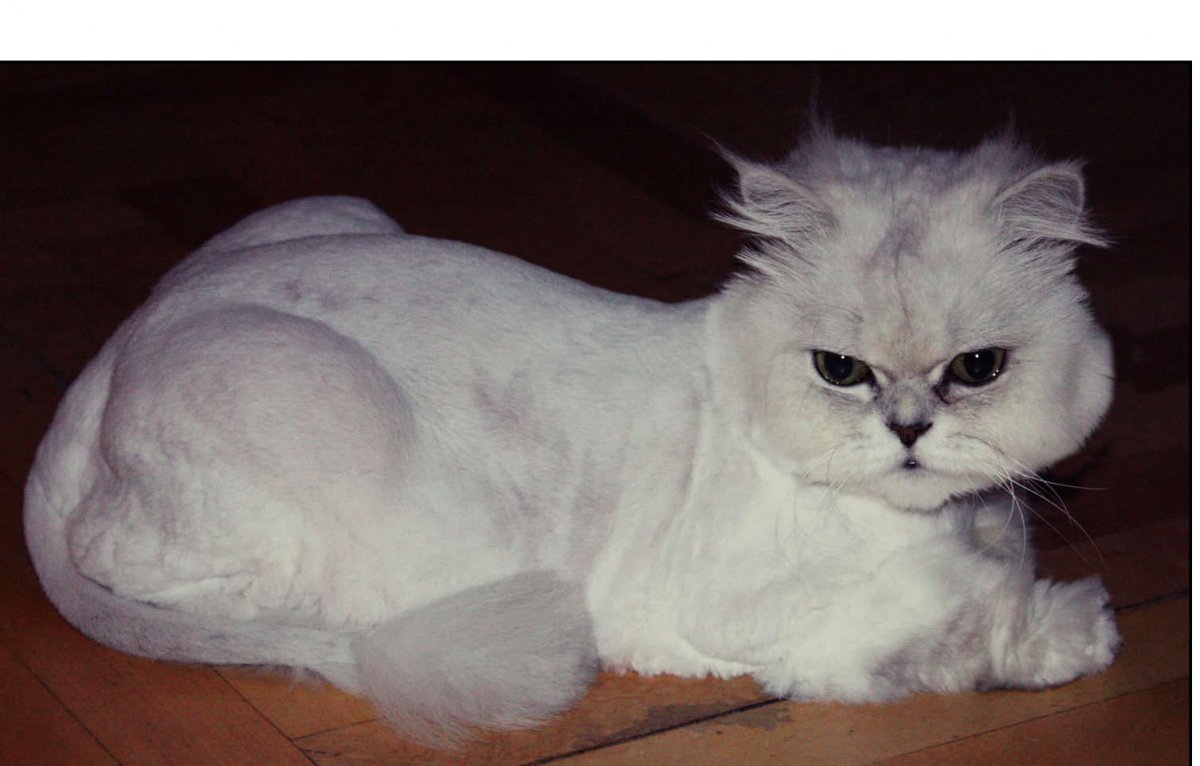 Персидская шиншилла кошка стрижка