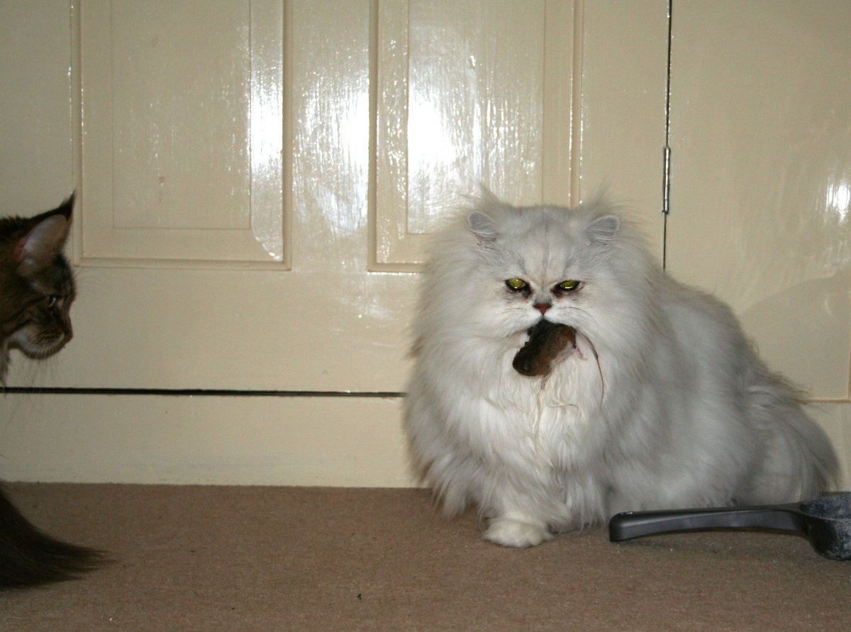 Стрижка собак и кошек