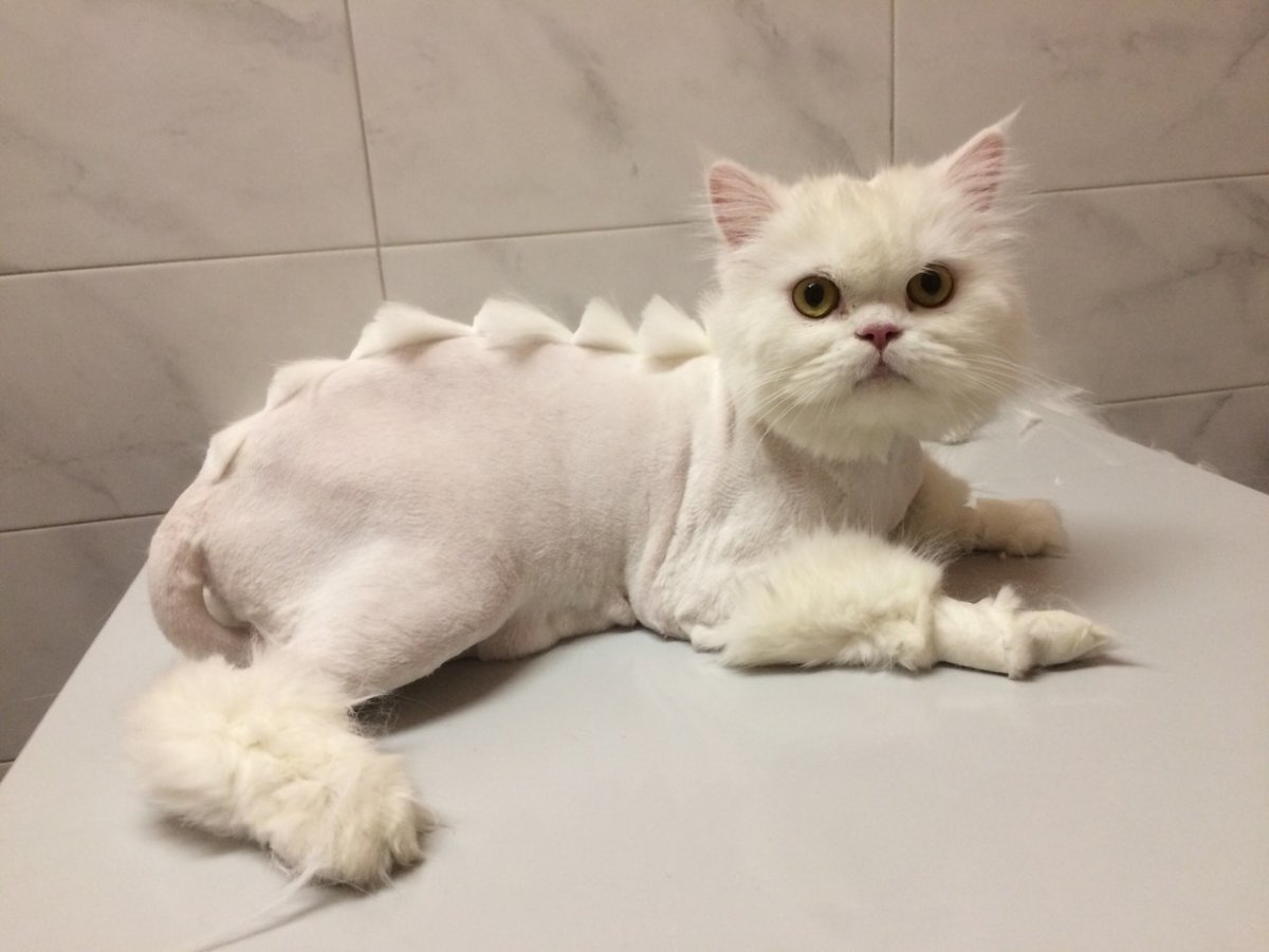 Стрижки для котов персидской породы