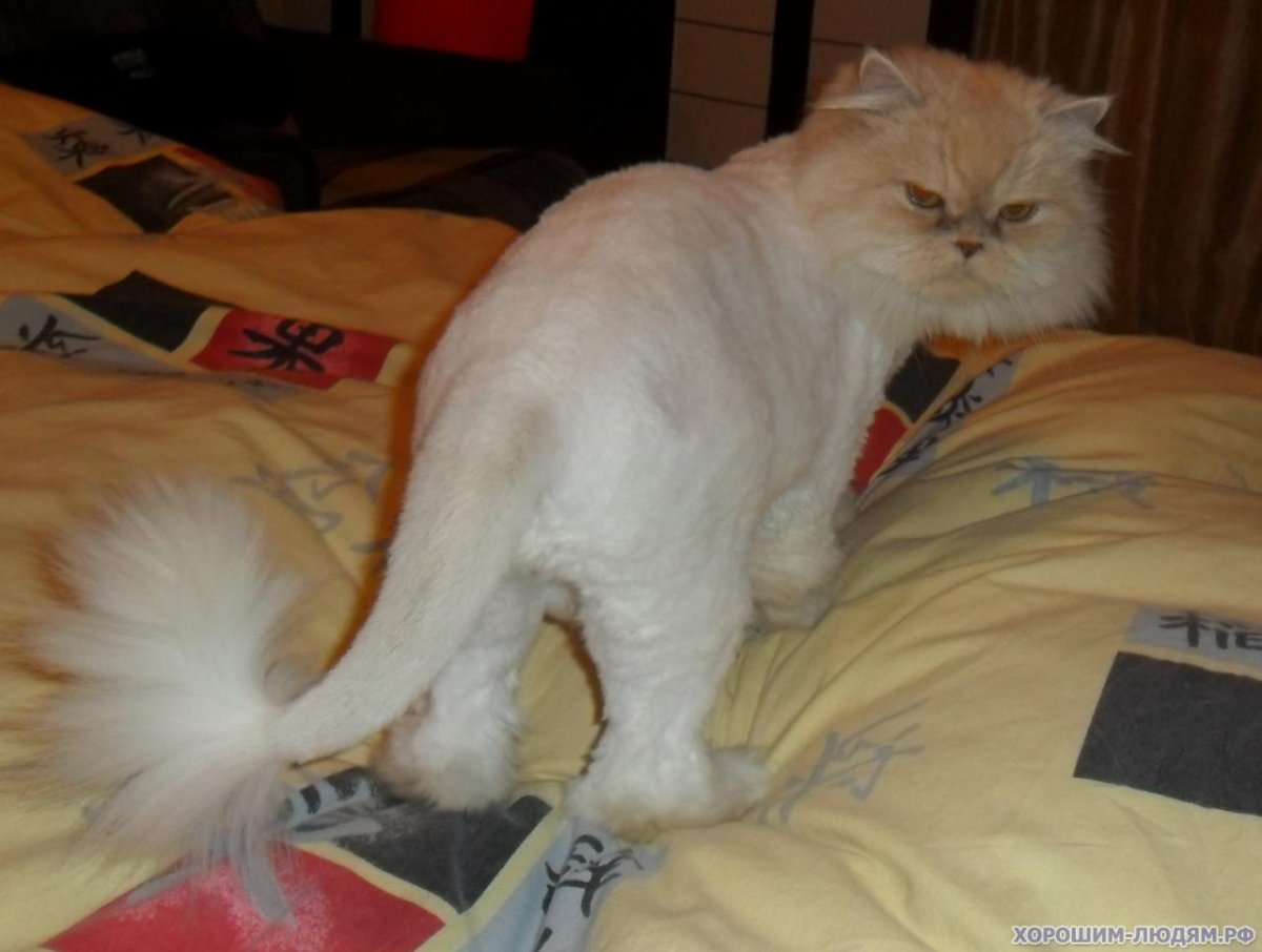 Стрижка экзота