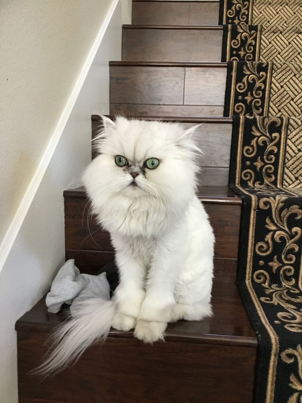 Стрижки сибирских котов