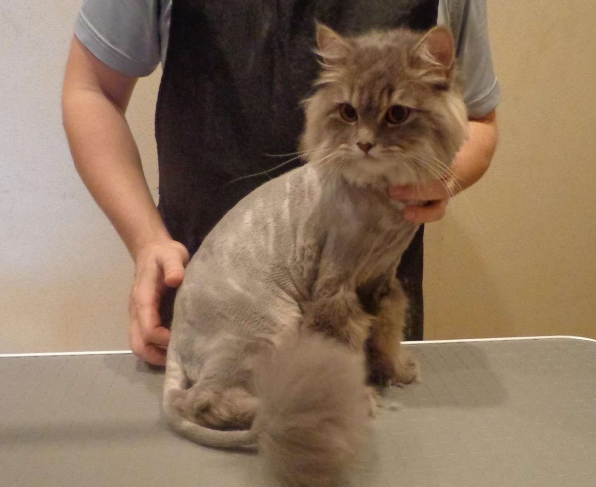Подстригания Персидская кошка