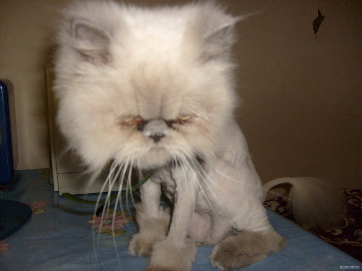 Стрижка пушистых котов