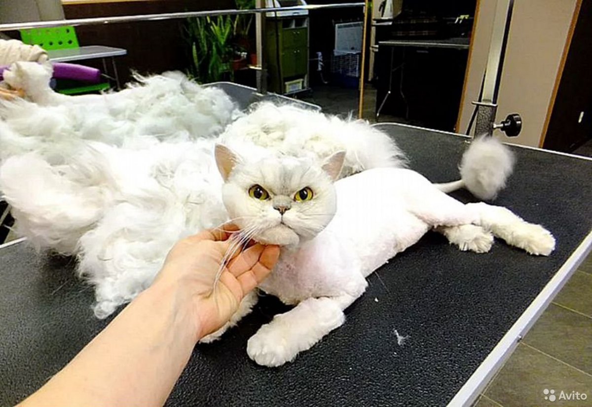 Персиковый подстрижанный котэ