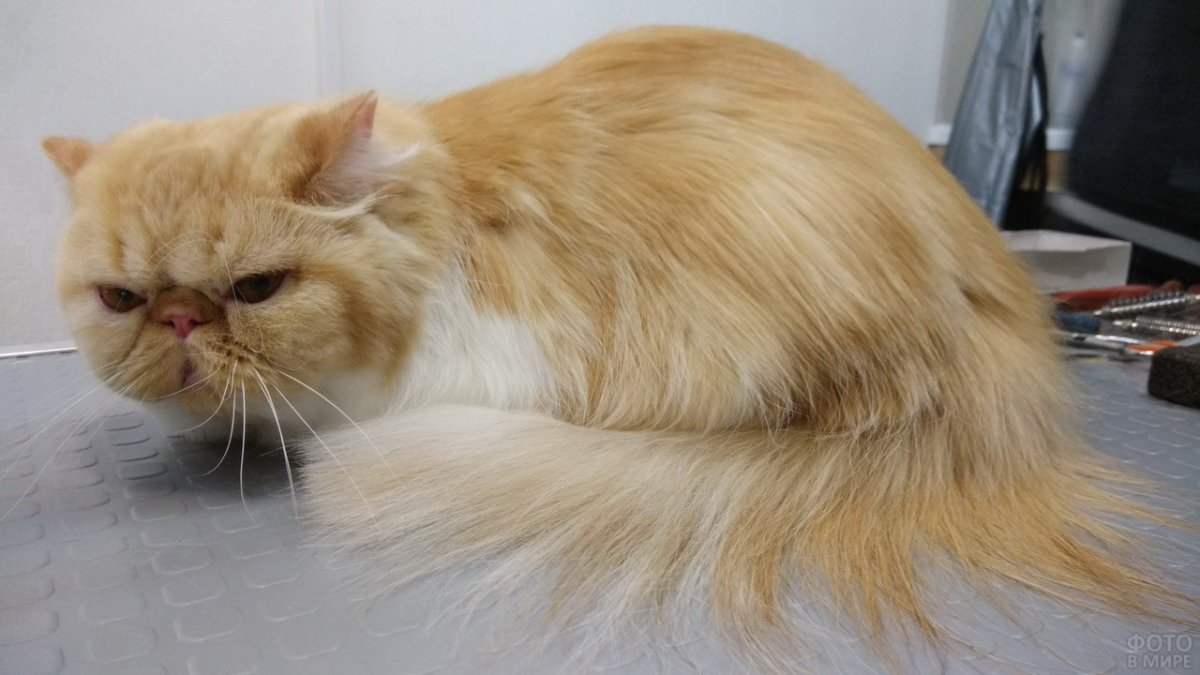Перс экзот длинношерстный