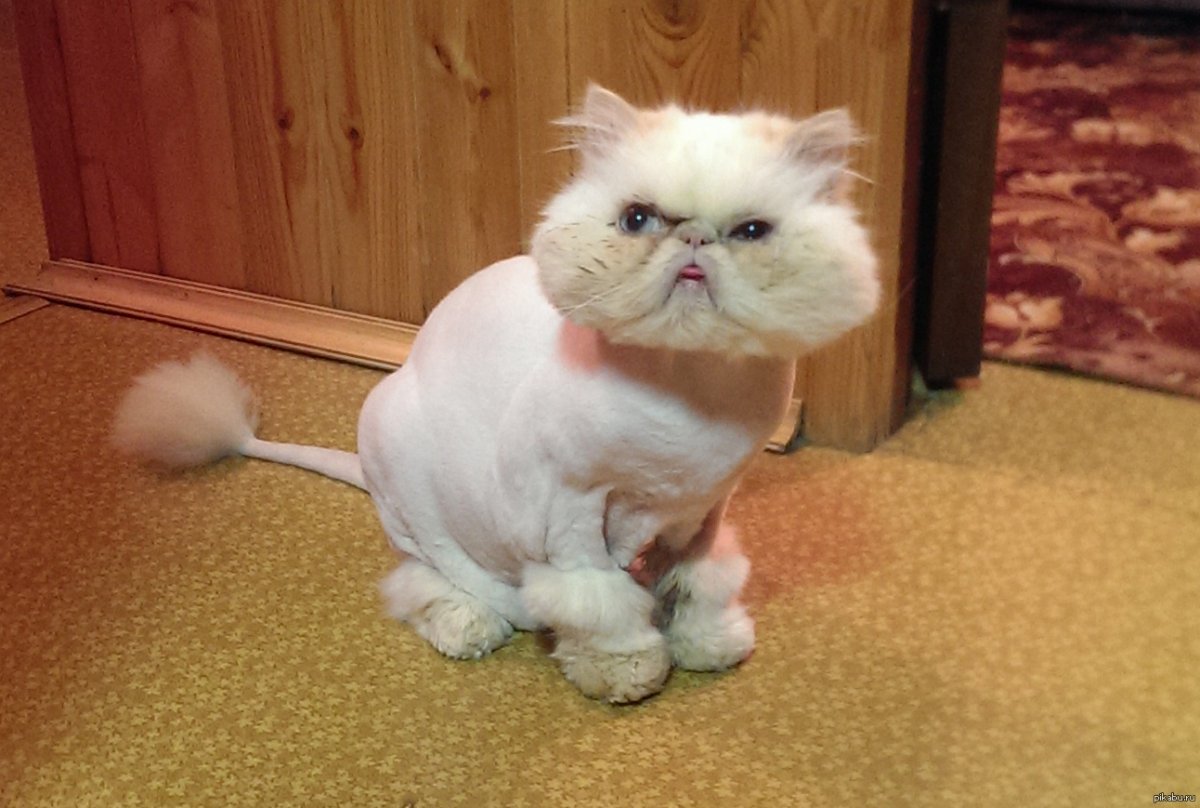 Стрижка персидских кошек