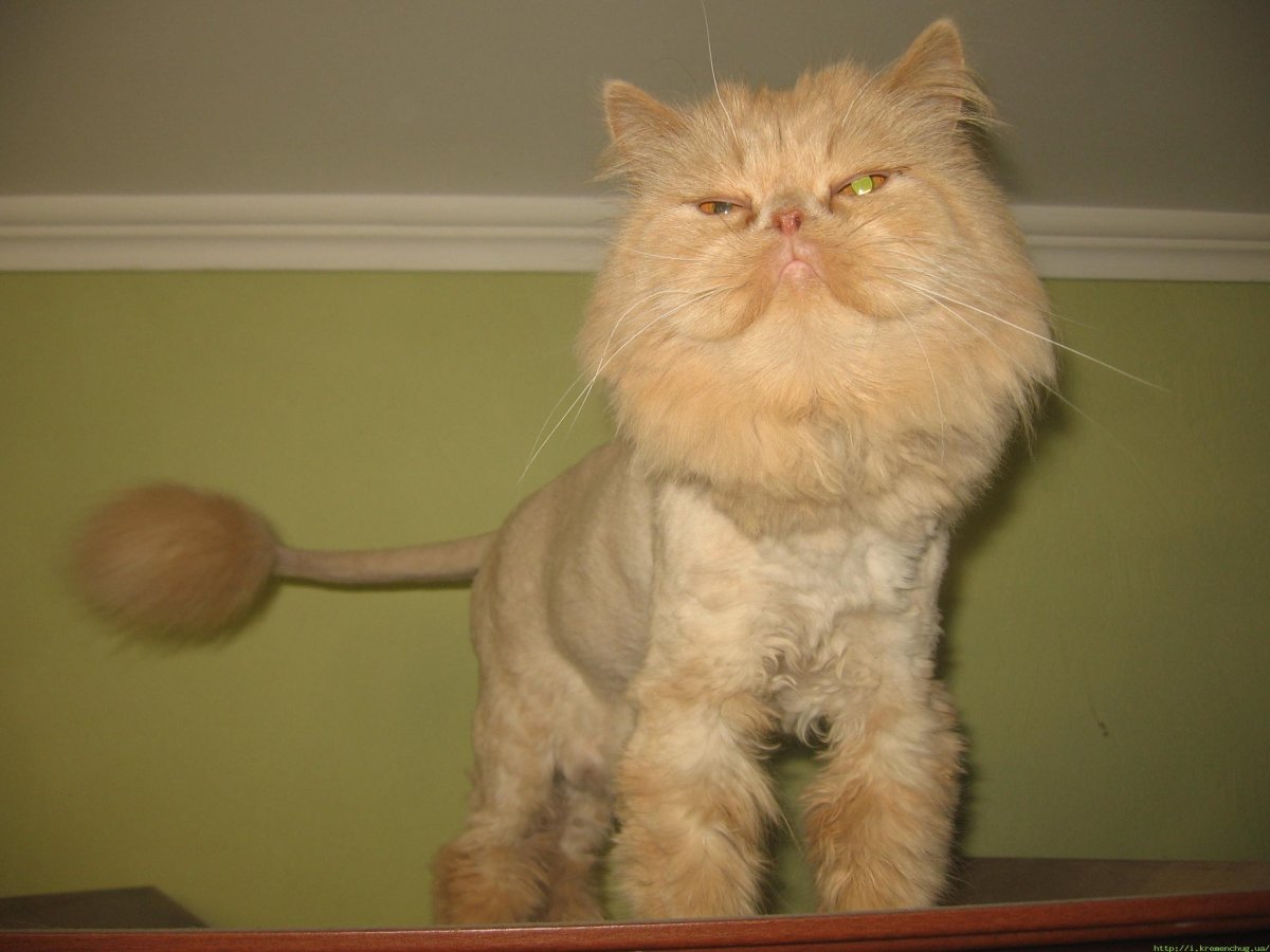 Стрижка персидских кошек