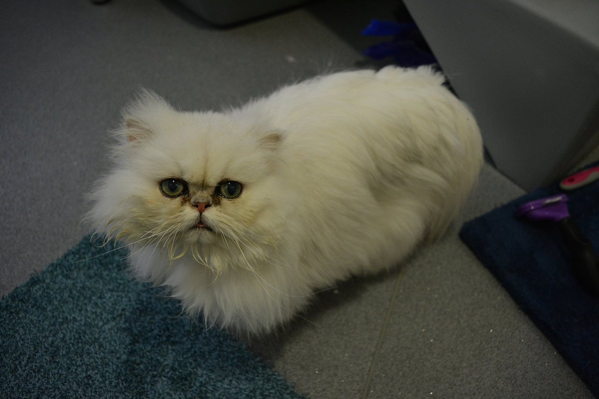 Стриженный перс