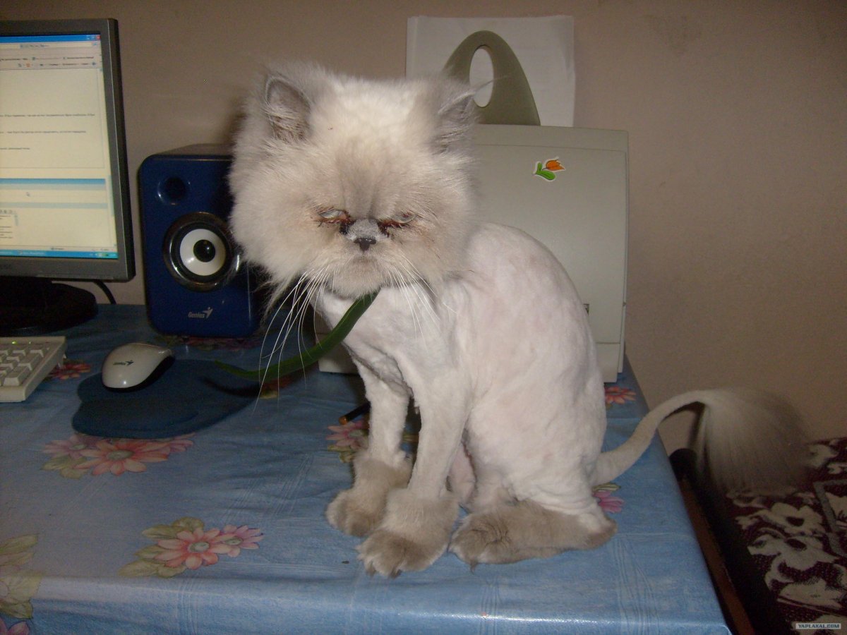 Стрижка кота под Льва