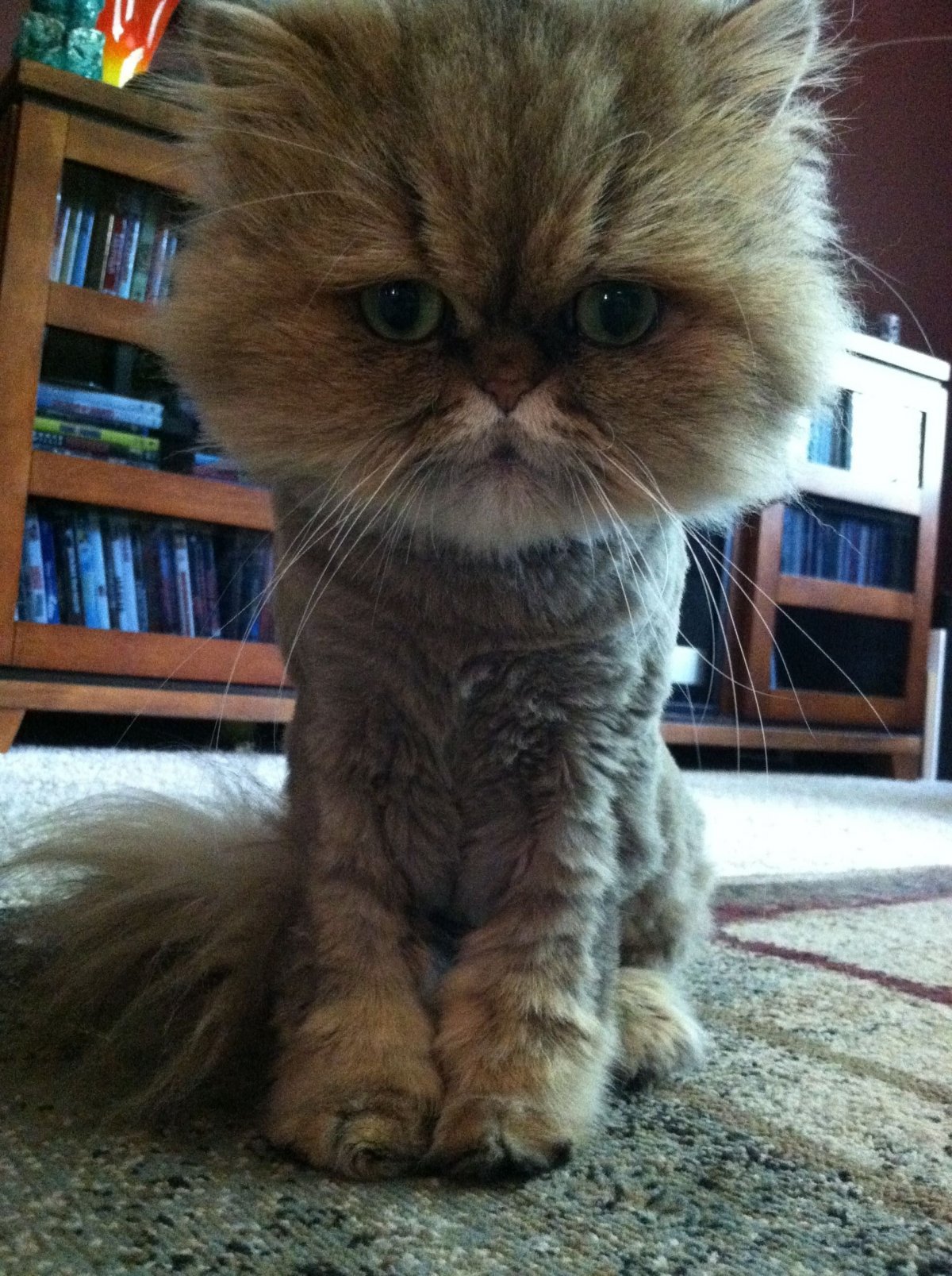 Сибирский кот стрижка подо Льва