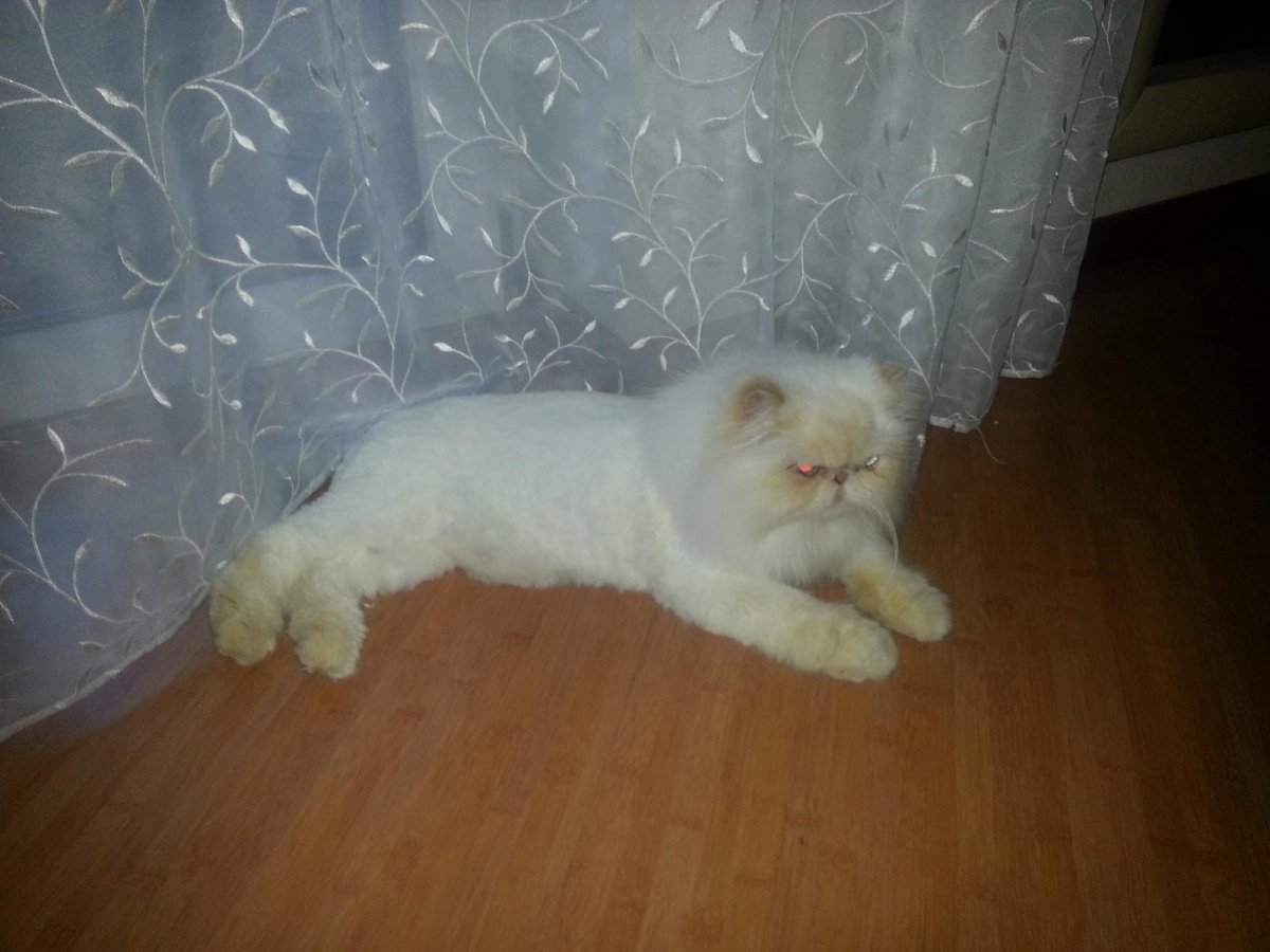 Груминг кошек