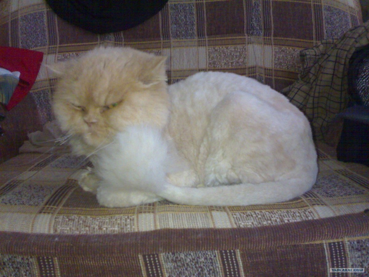 Персидский кот Алиса в