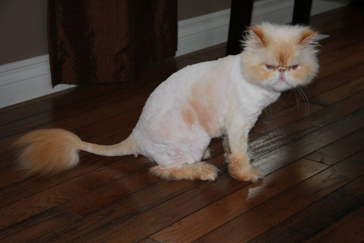 Стрижка кота