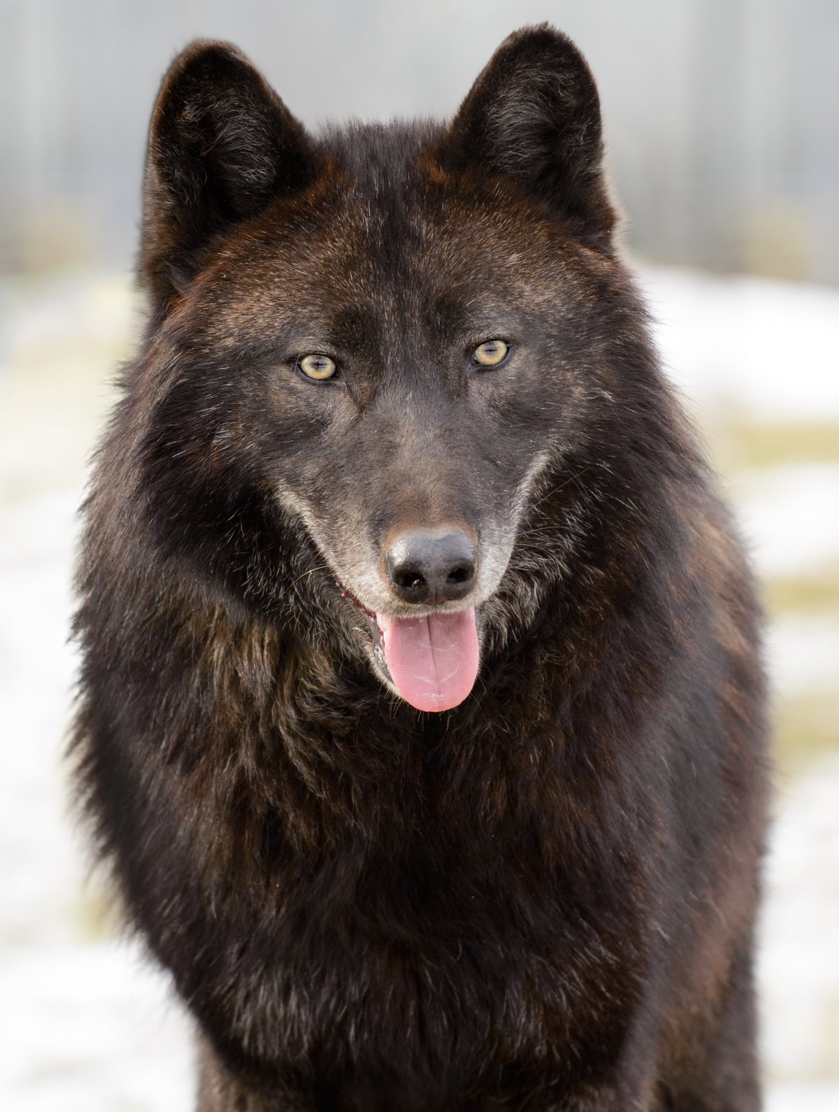 Вольфхунд волкособы