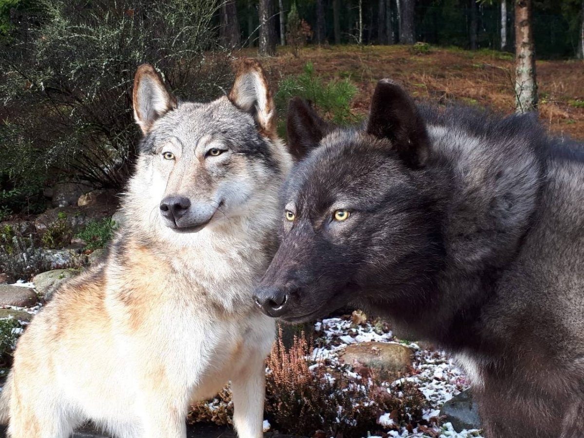 Чёрный канадский волкособ