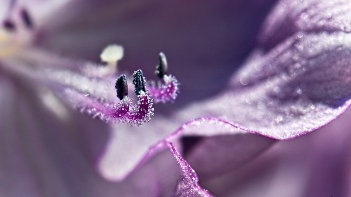 Бледно сиреневые цветы