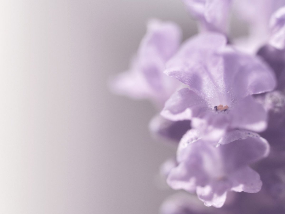 Бледно сиреневые цветы