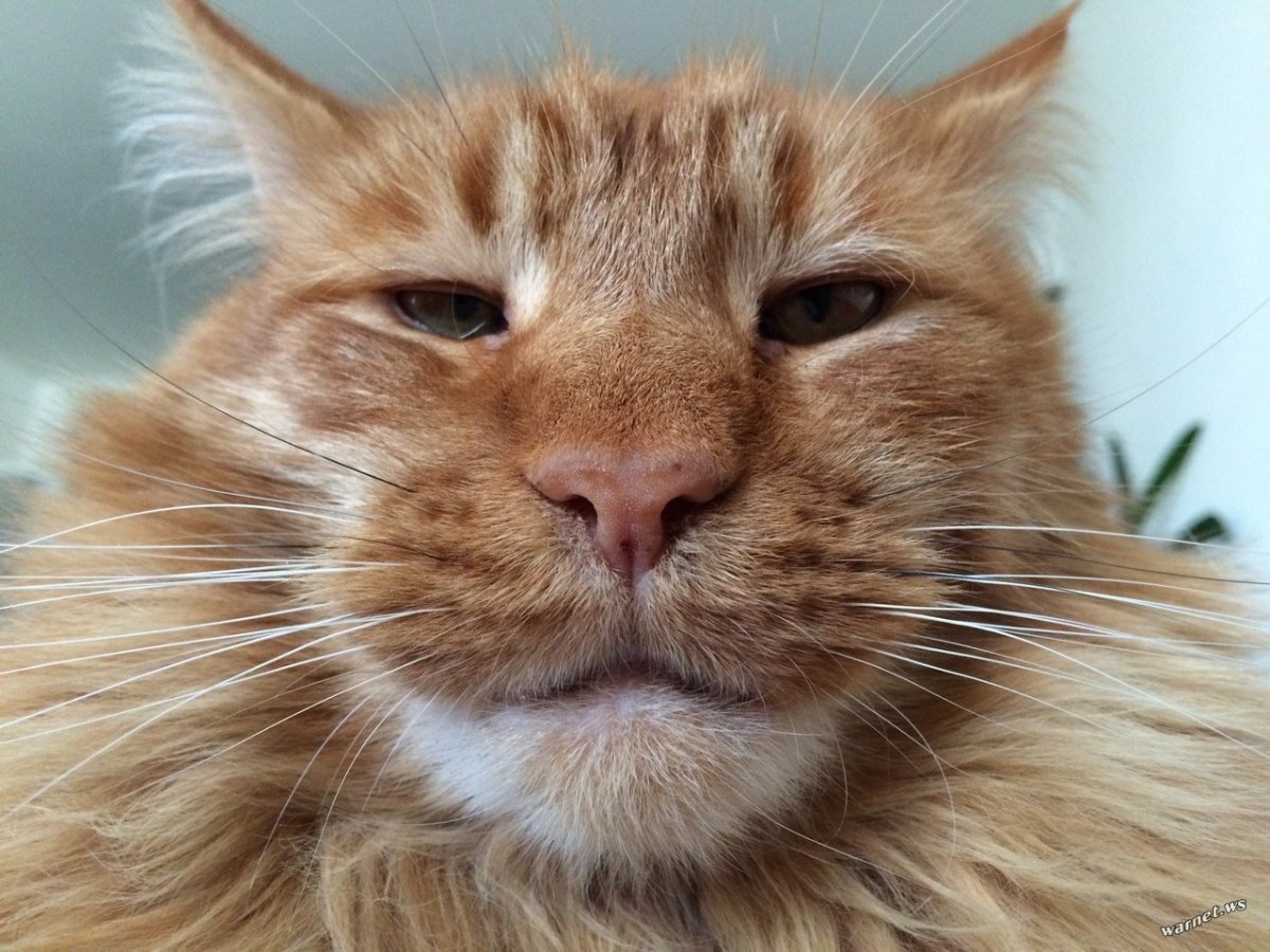 Наглая рыжая морда кота