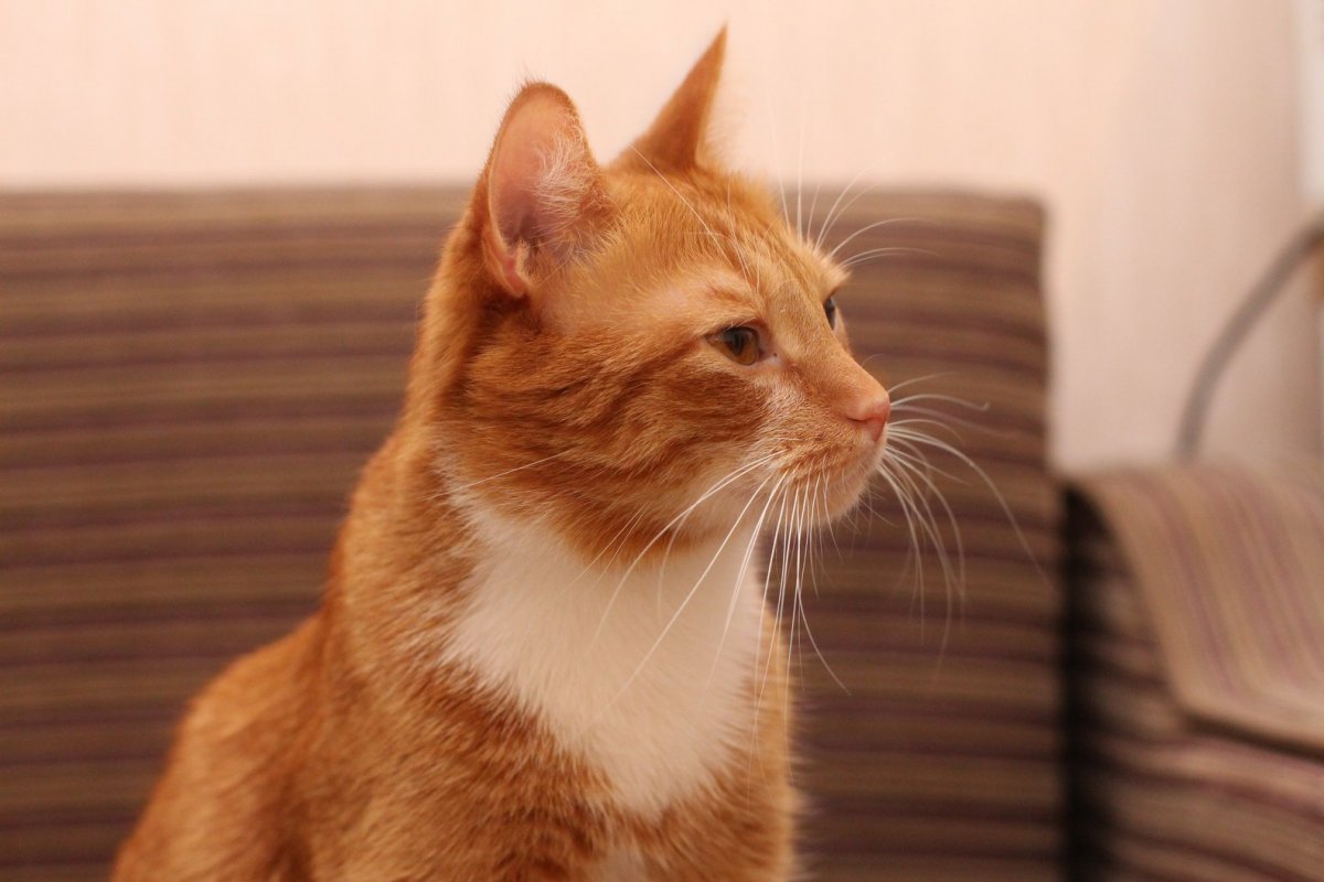 Красная кошка