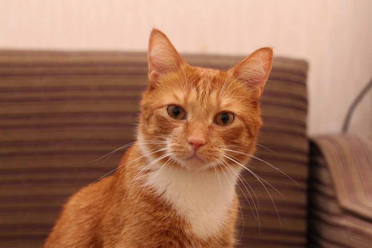 Наглые рыжие коты