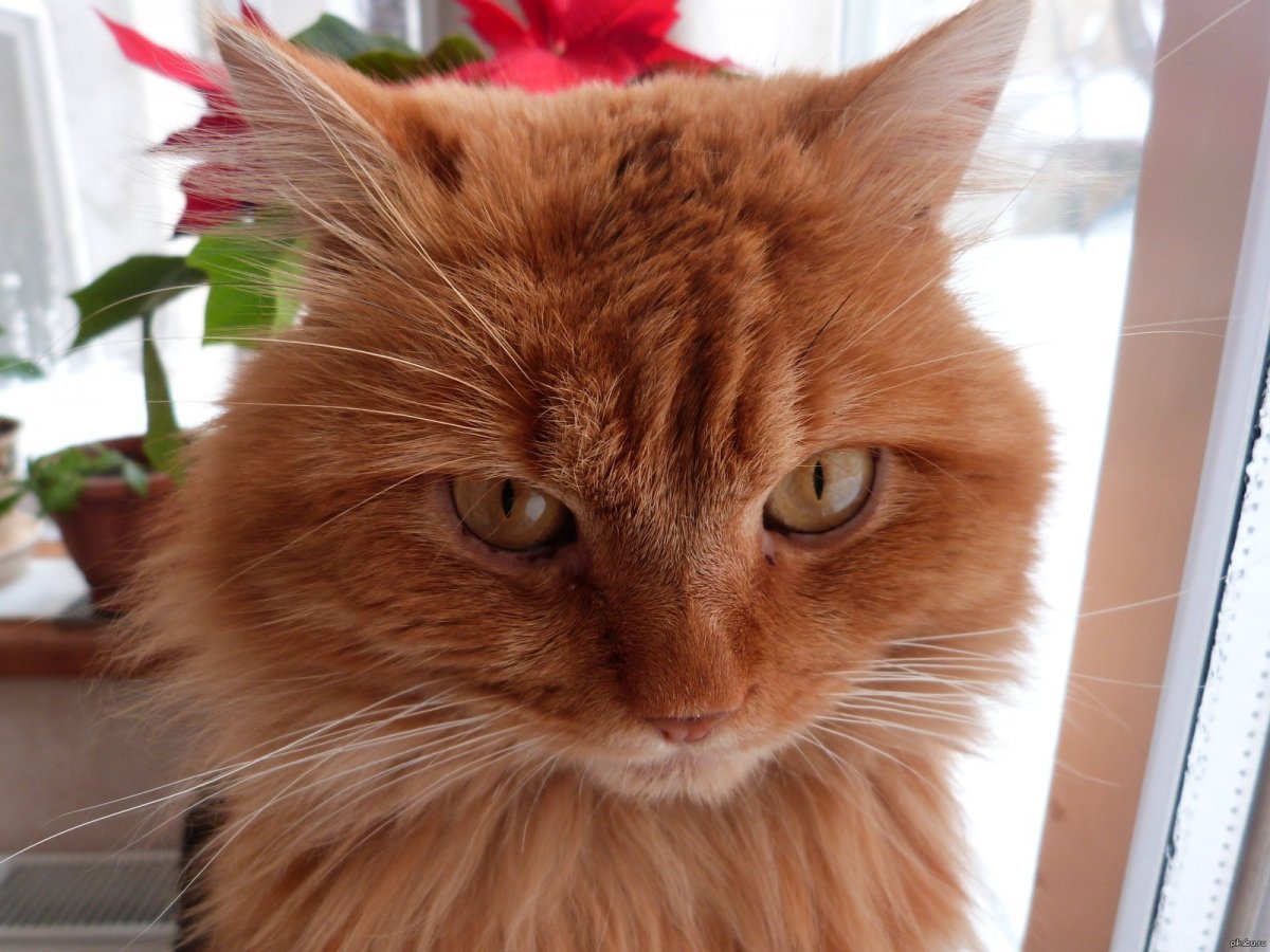 Довольный рыжий кот