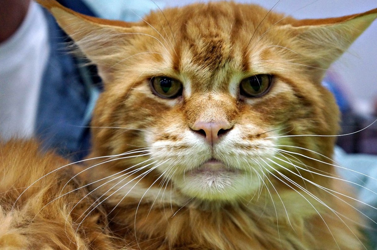 Смешные наглые котики